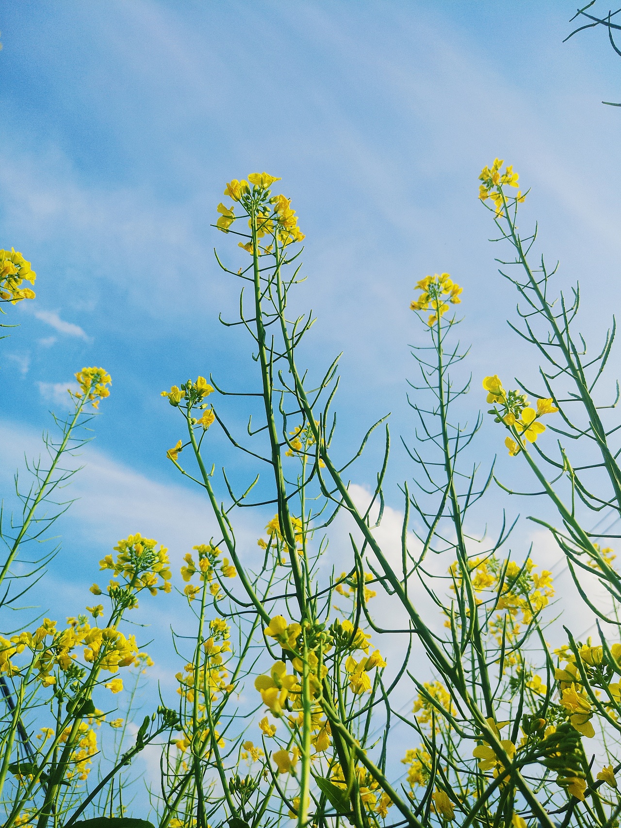 油菜花|摄影|产品摄影|花姑娘lyt - 原创作品 - 站酷 (zcool)