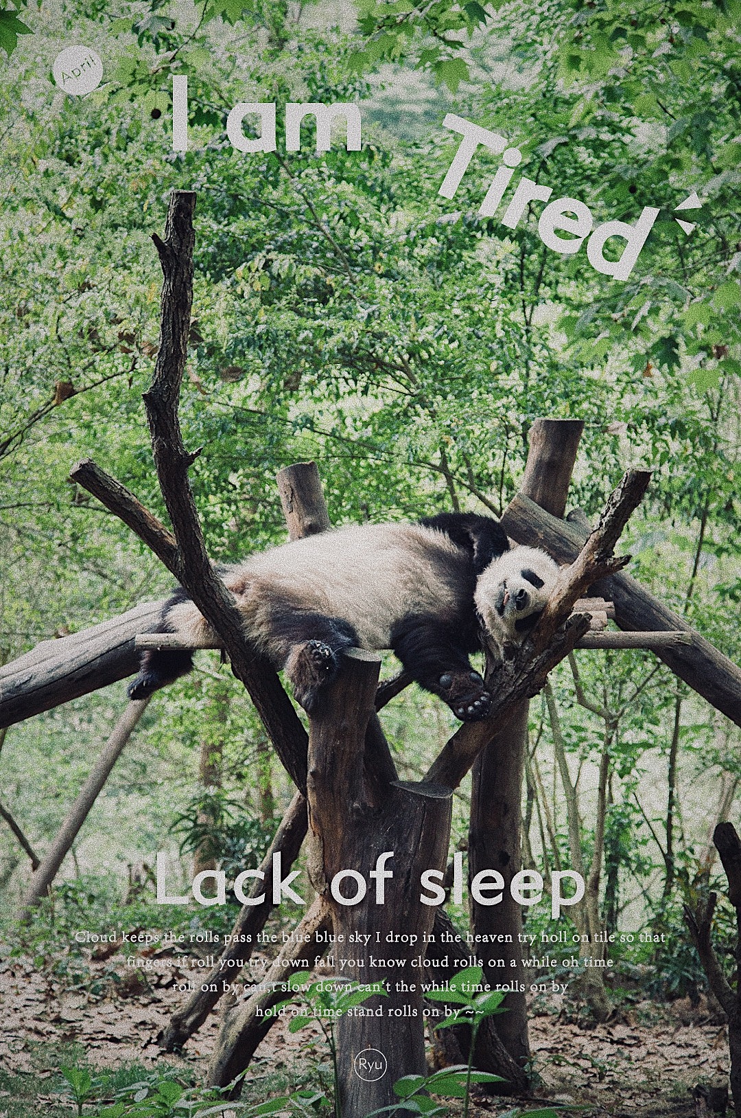 【摄影作品】成都熊猫