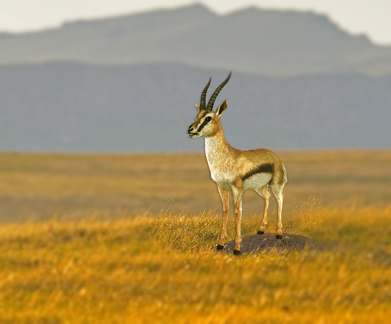 羚羊（图ZODg1MjUyMzY=） - 人物/生物 - 站酷设计师杨仔68原创素材 - 站酷ZCOOL