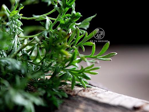 一组纯纯的野菜作品--白蒿  荠荠菜 柳叶  苦菊 蒲公英