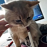 四季z的头像