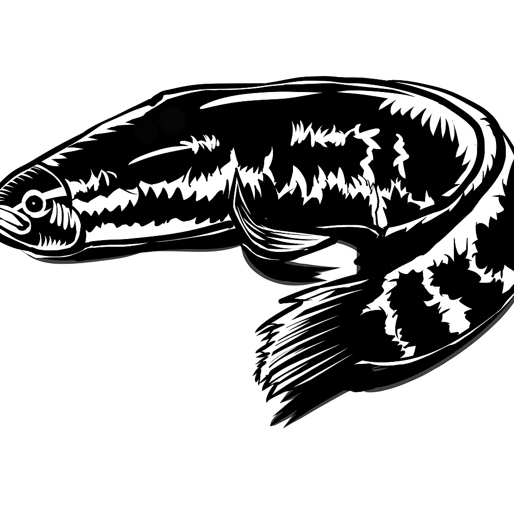 杠二黑鱼米饭品牌ip插画部分