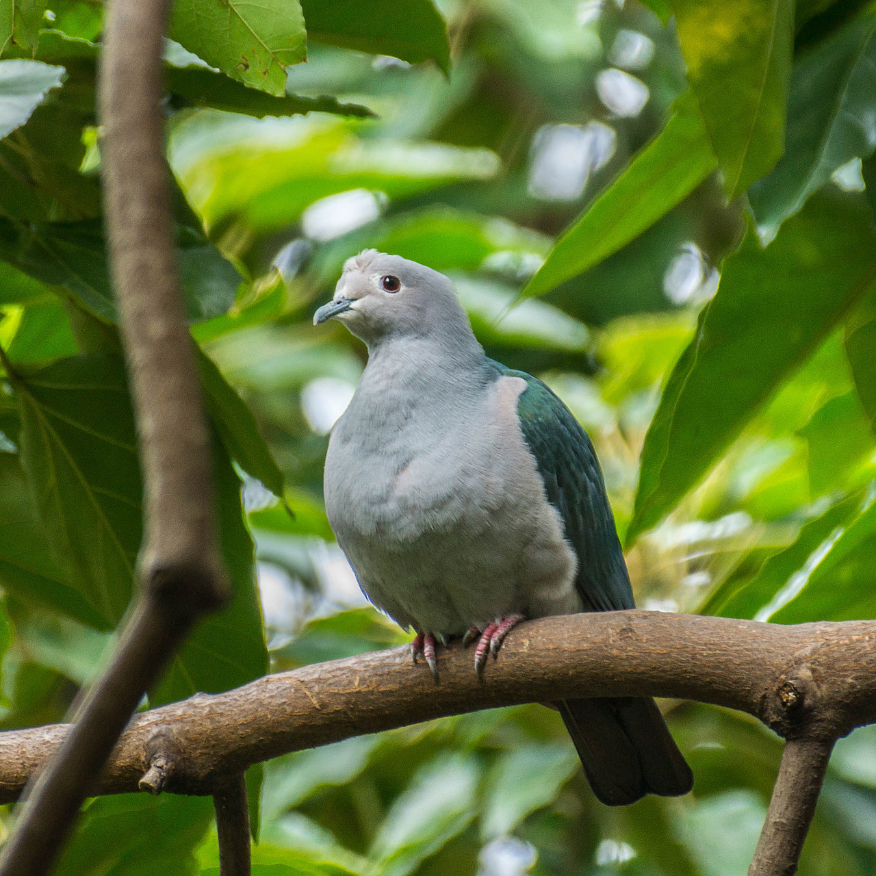 闹市中,有一片动植物的天堂