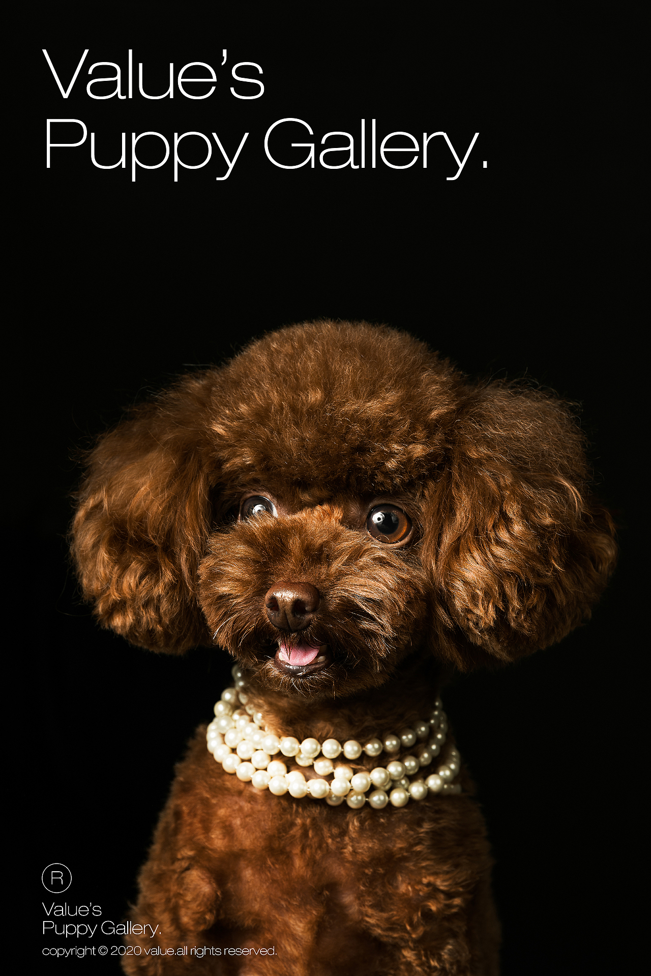 闯进狗狗美术馆！（W-wang！）（图ZMjEwNTU2NDQ4） - 宠物摄影 - 站酷设计师DPISSTUDIO原创素材 - 站酷ZCOOL