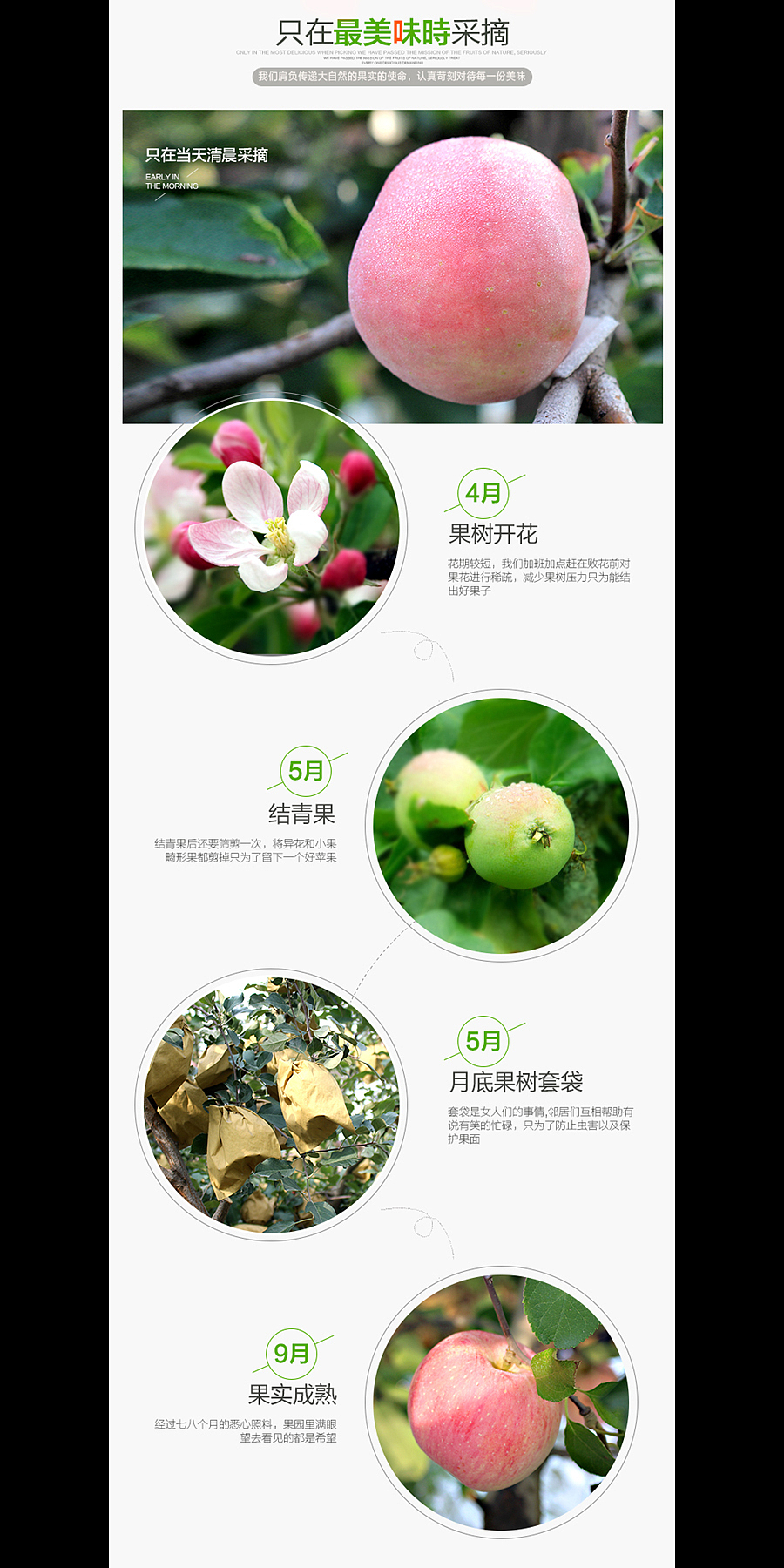 水果详情页(图ZMzU1ODI3Mjg=) - 电商 - 站酷设计师北邦视觉设计原创素材 - 站酷ZCOOL
