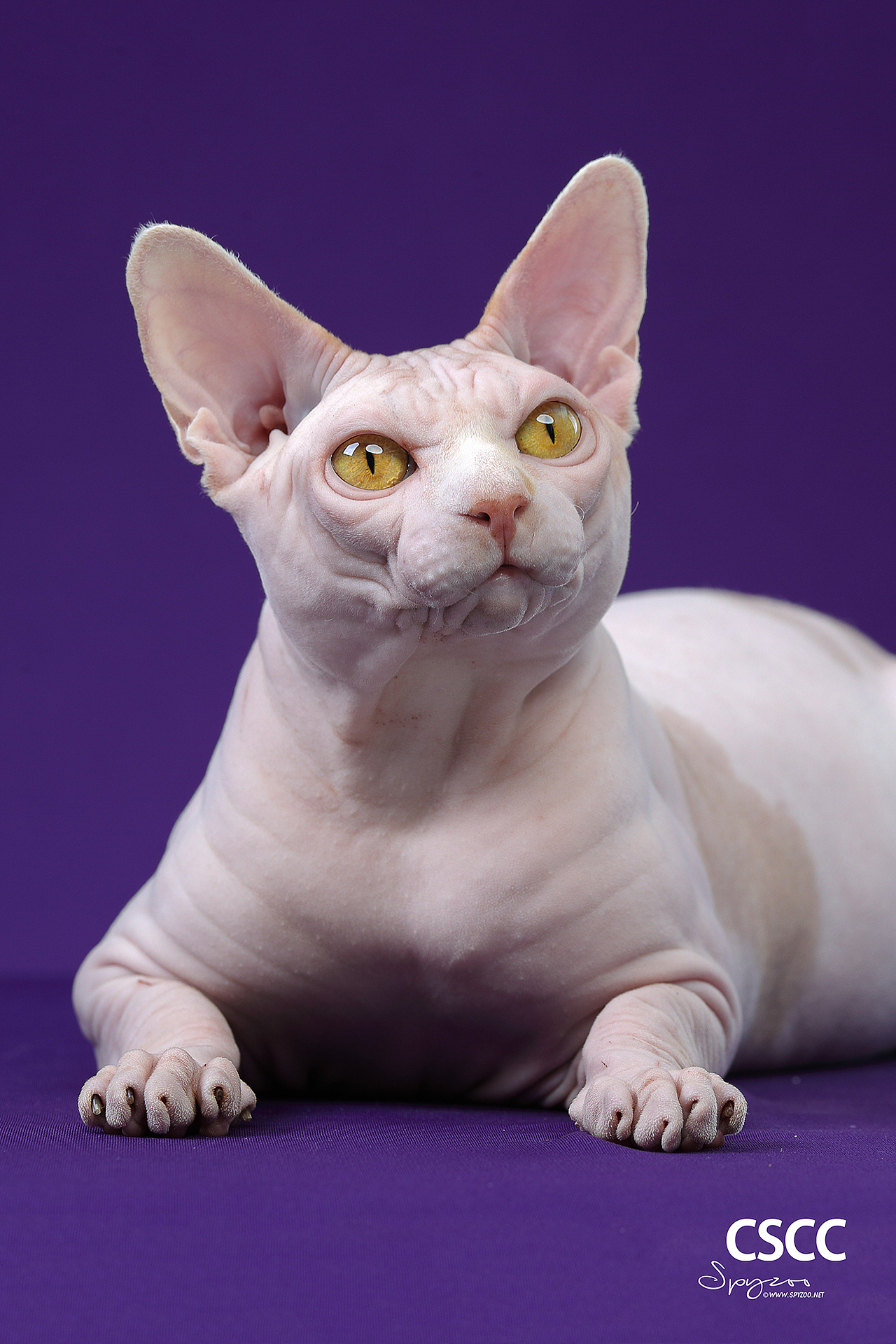 SPYZOO猫赛猫照片之「斯芬克斯无毛猫」（图ZMTY0MDc1ODM2） - 宠物摄影 - 站酷设计师spyzoo原创素材 - 站酷ZCOOL