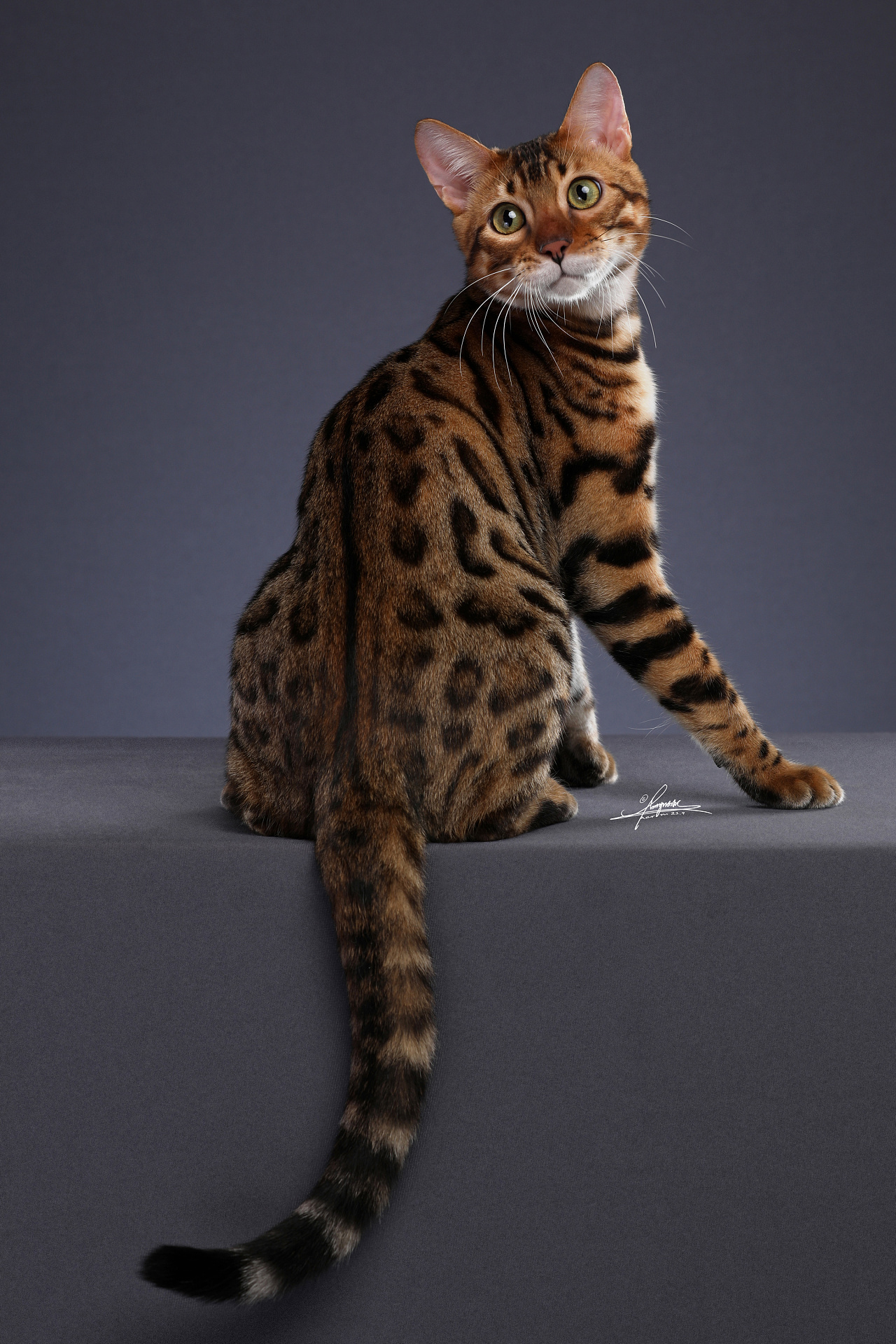 豹猫-amyworks探须视觉