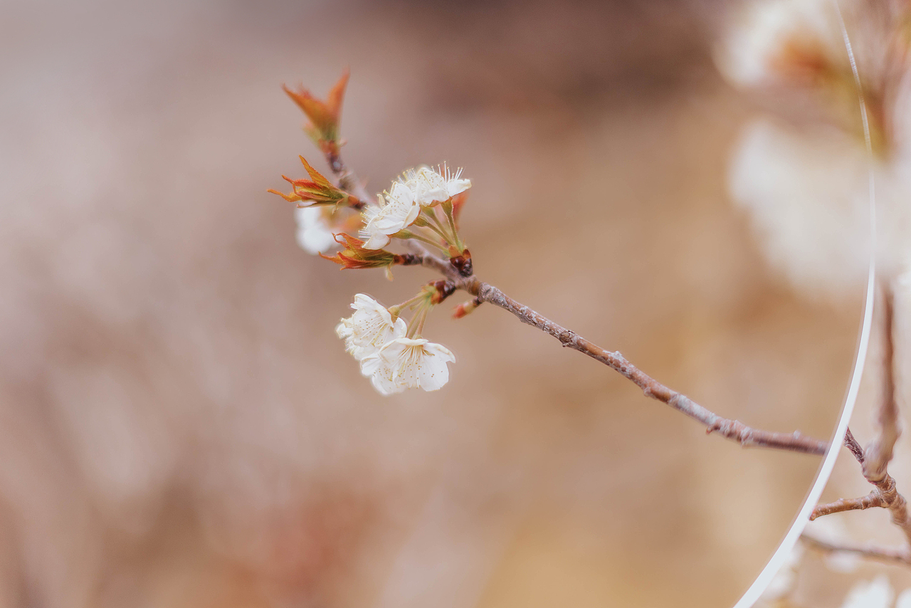 青岛樱花季摄影（图ZMzM1MTM1ODI0） - 人像摄影 - 站酷设计师沐风视觉原创素材 - 站酷ZCOOL