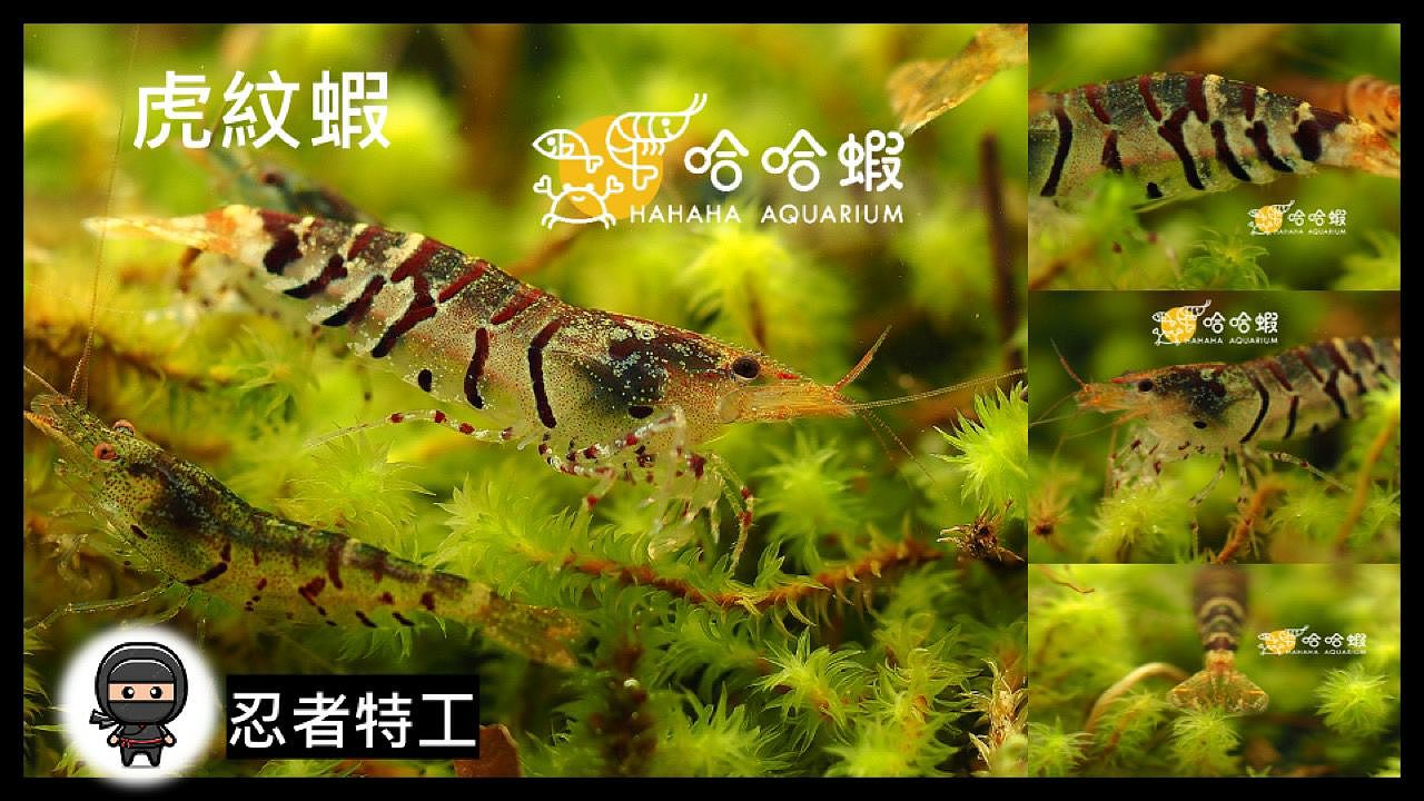 尋求長期合作的設計和插畫師,為我的水族店做品牌設計