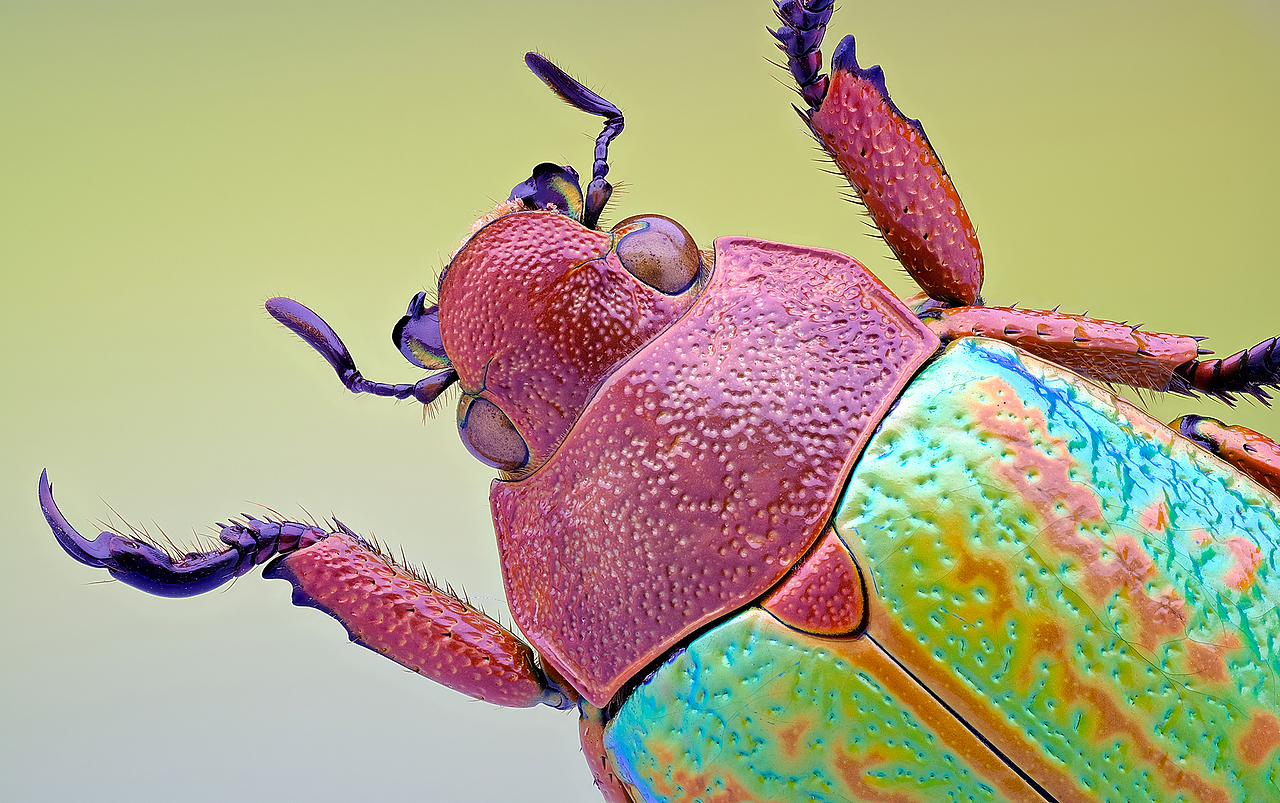 维多利亚宝石金龟