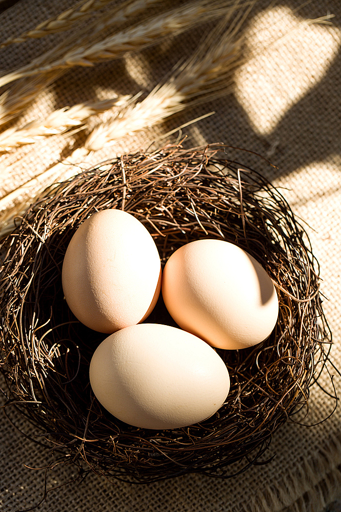 一个很土很有爱的鸡蛋