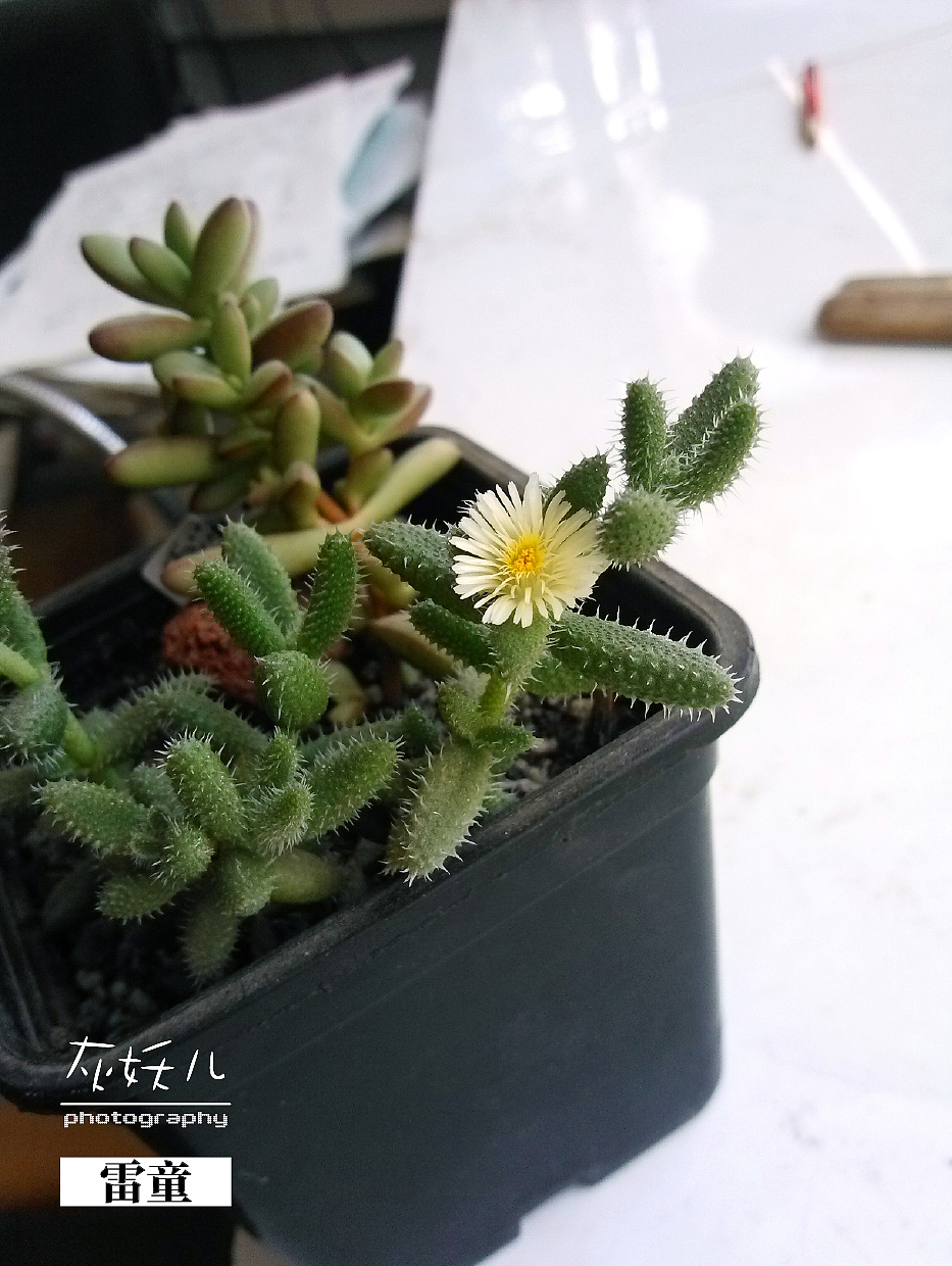 我家美丽的多肉植物（图ZOTU0NTY2NA==） - 其他摄影 - 站酷设计师灰妖儿原创素材 - 站酷ZCOOL