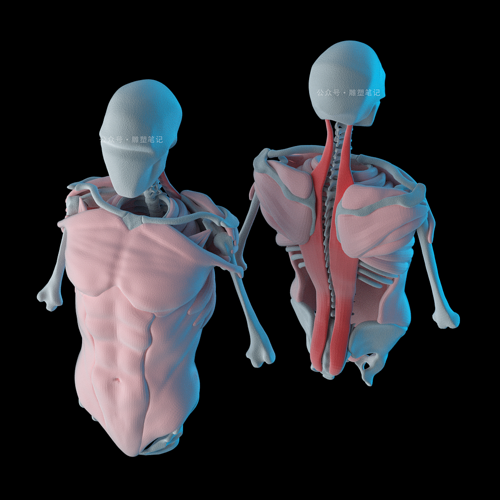 躯干肌肉（图ZMjc2NzY0NzE2） - 人物/生物 - 站酷设计师雕塑笔记原创素材 - 站酷ZCOOL