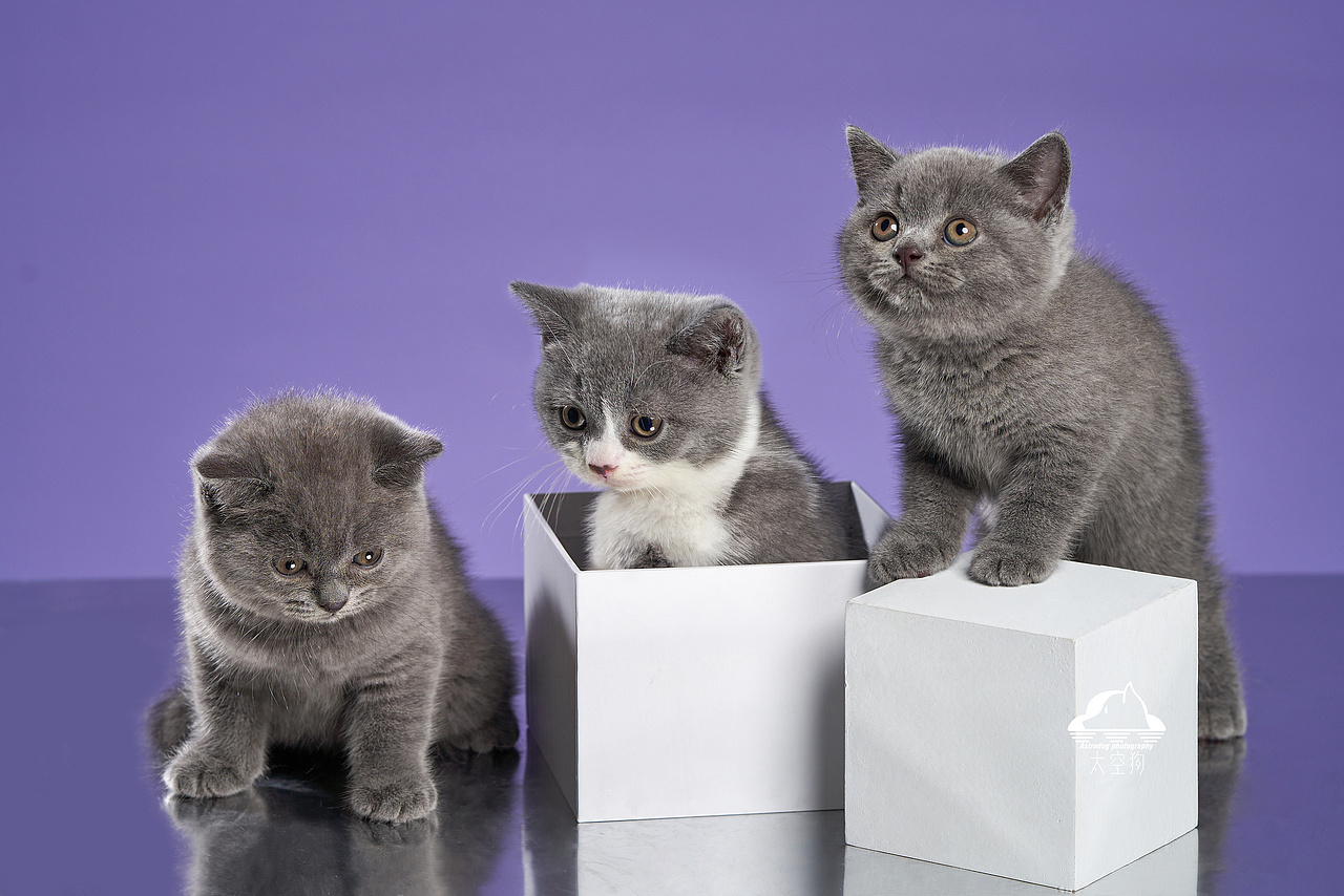 太空狗宠物摄影 英国短毛猫满月写真