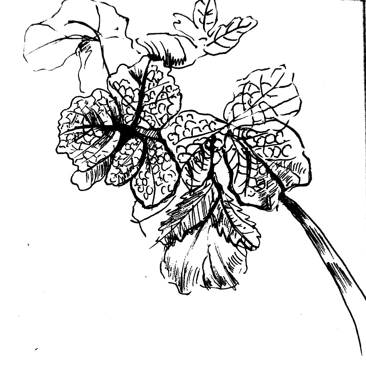 图形提取（图ZMTk0NzQ4MzAw） - 图案 - 站酷设计师小辣娜原创素材 - 站酷ZCOOL