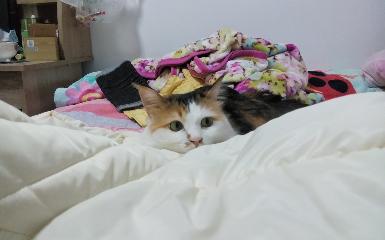 最爱吃草的傲娇小主