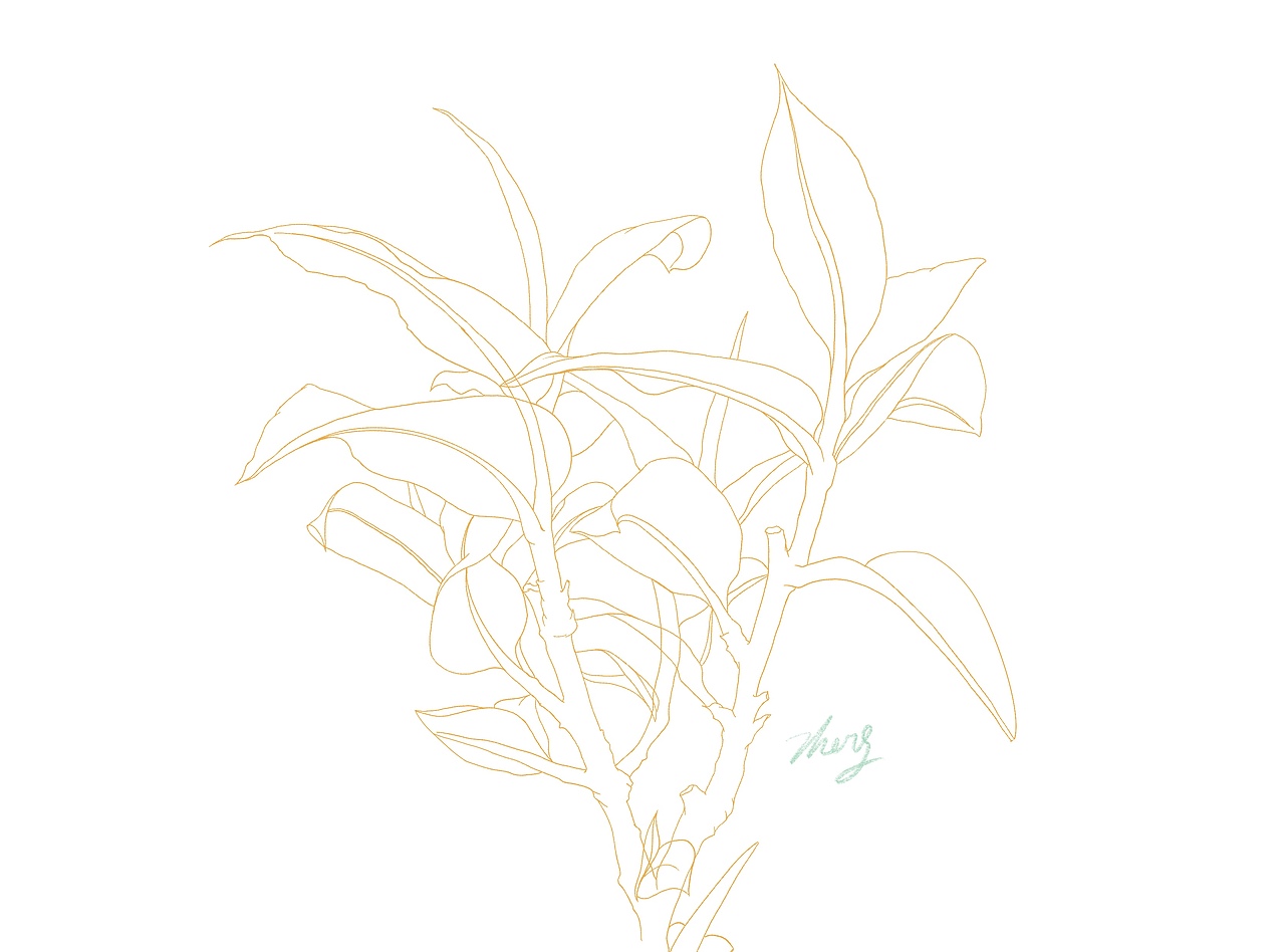 茶叶插画（图ZMjY4ODQ5NDk2） - 创作习作 - 站酷设计师小青misan原创素材 - 站酷ZCOOL