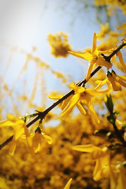 春花烂漫#美好生活#（图ZMTUxODk5MTY=） - 风光摄影 - 站酷设计师米饭殿下原创素材 - 站酷ZCOOL