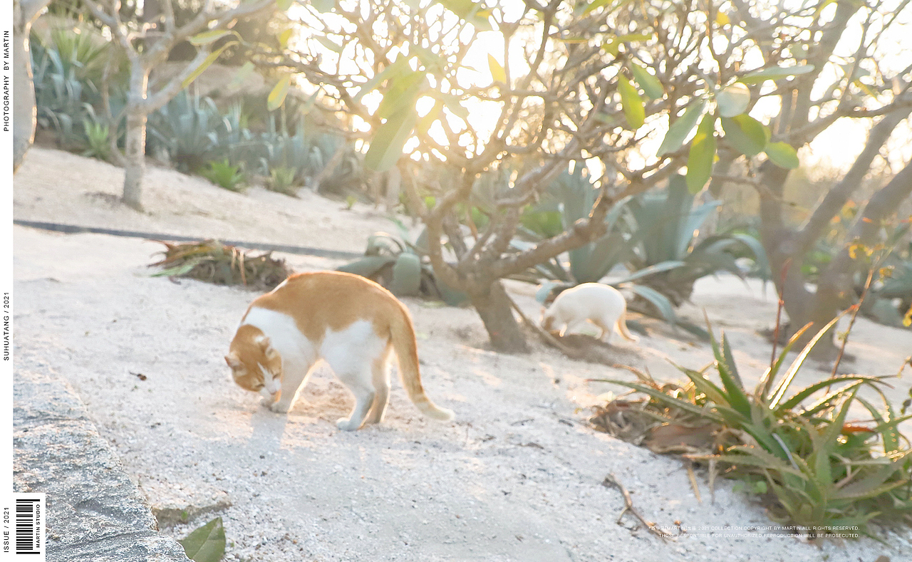 猫【一】（图ZMjQ1MjM4ODg4） - 宠物摄影 - 站酷设计师苏华棠原创素材 - 站酷ZCOOL