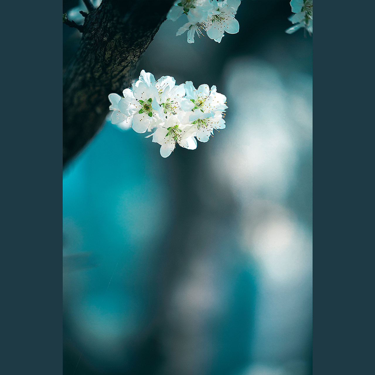 客心浩荡东风急，把酒看花能几时。（图ZMjkyOTg1MzAw） - 风光摄影 - 站酷设计师苏辛SX原创素材 - 站酷ZCOOL