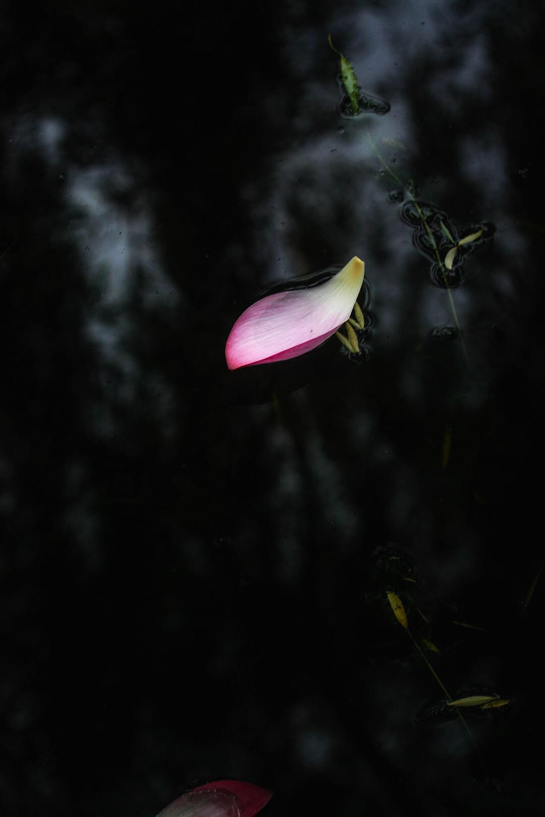 水中之荷花开花落