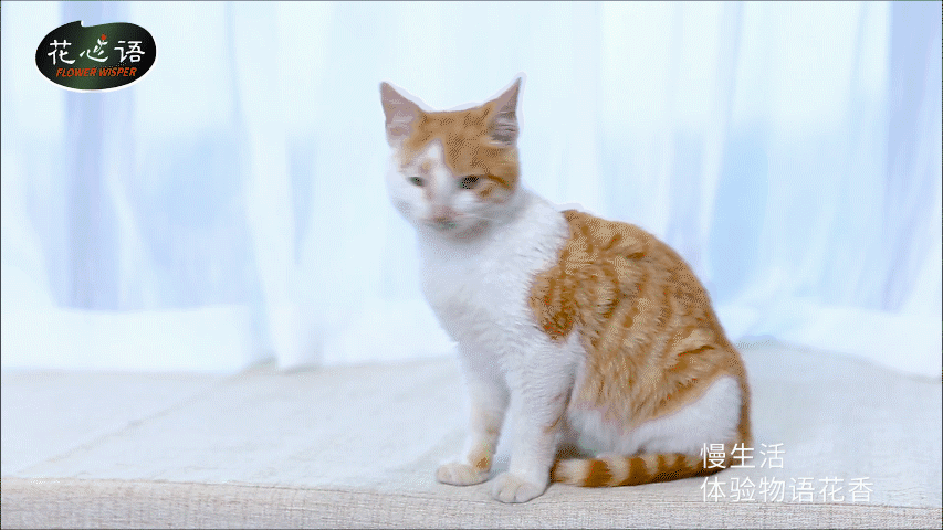 花心语丨更美的生活 更美的家庭园艺