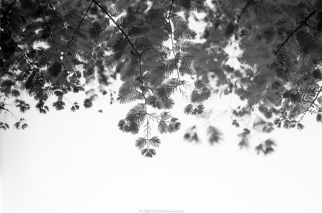 胶卷/fuji neopan 100 acros 黑白负片