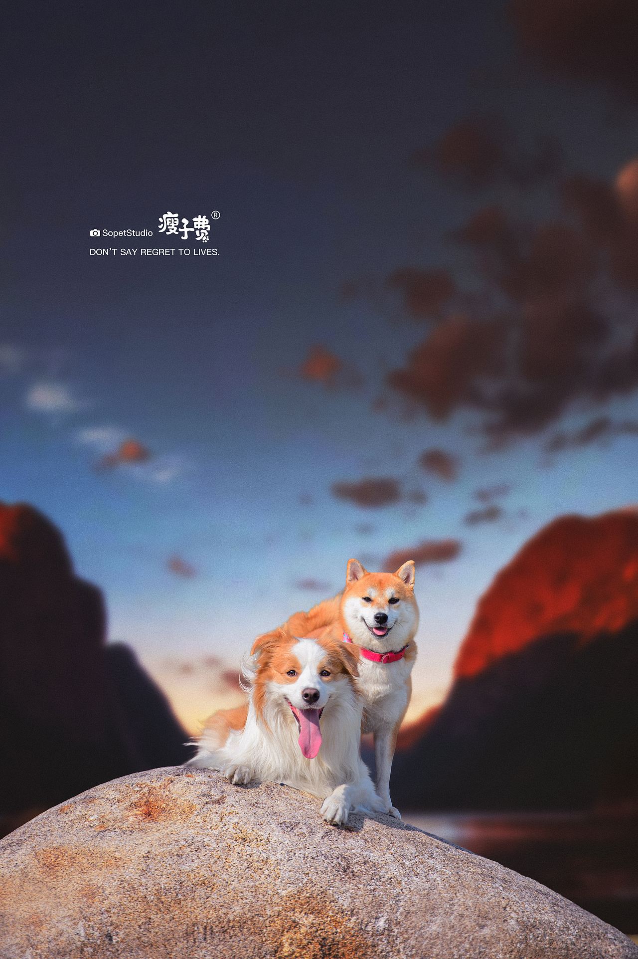 最佳组合（图ZMjgwMDU4MjI0） - 宠物摄影 - 站酷设计师宠物摄影师瘦子费原创素材 - 站酷ZCOOL