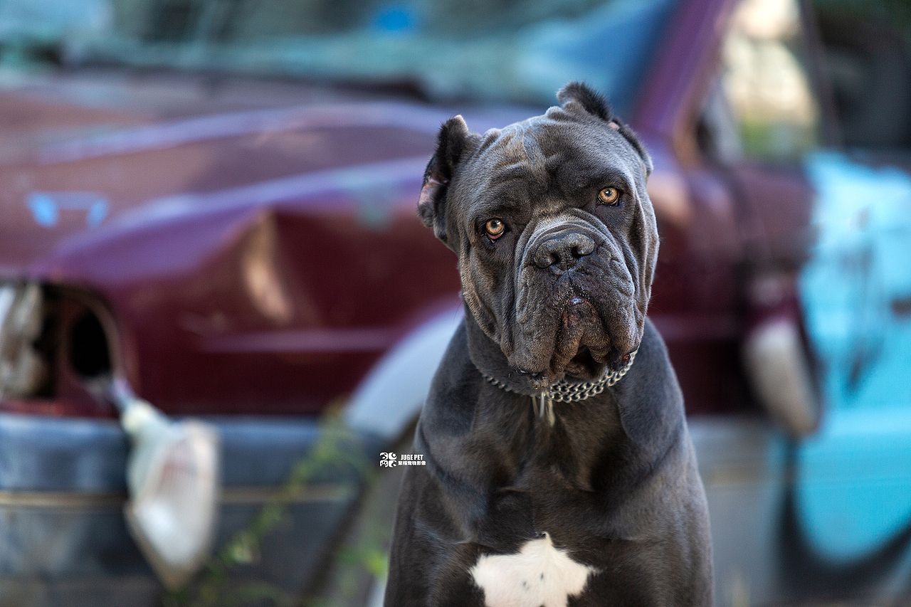 宠物摄影|卡斯罗