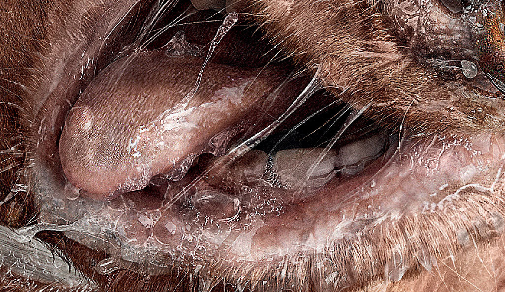 舒克牙线－牛（图ZMjE3NjgyMDQ=） - 人物/生物 - 站酷设计师0077Lyon原创素材 - 站酷ZCOOL