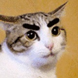 途客猫的头像