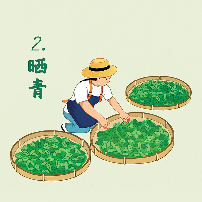 陈鹏鹏凤凰单丛茶制作工艺流程图|插画|商业插画|跳叫板 - 原创作品