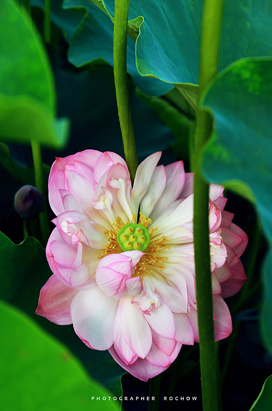 又是荷花浪漫时（图ZODI0MjM5ODA=） - 风光摄影 - 站酷设计师罗小乔_Rochow原创素材 - 站酷ZCOOL