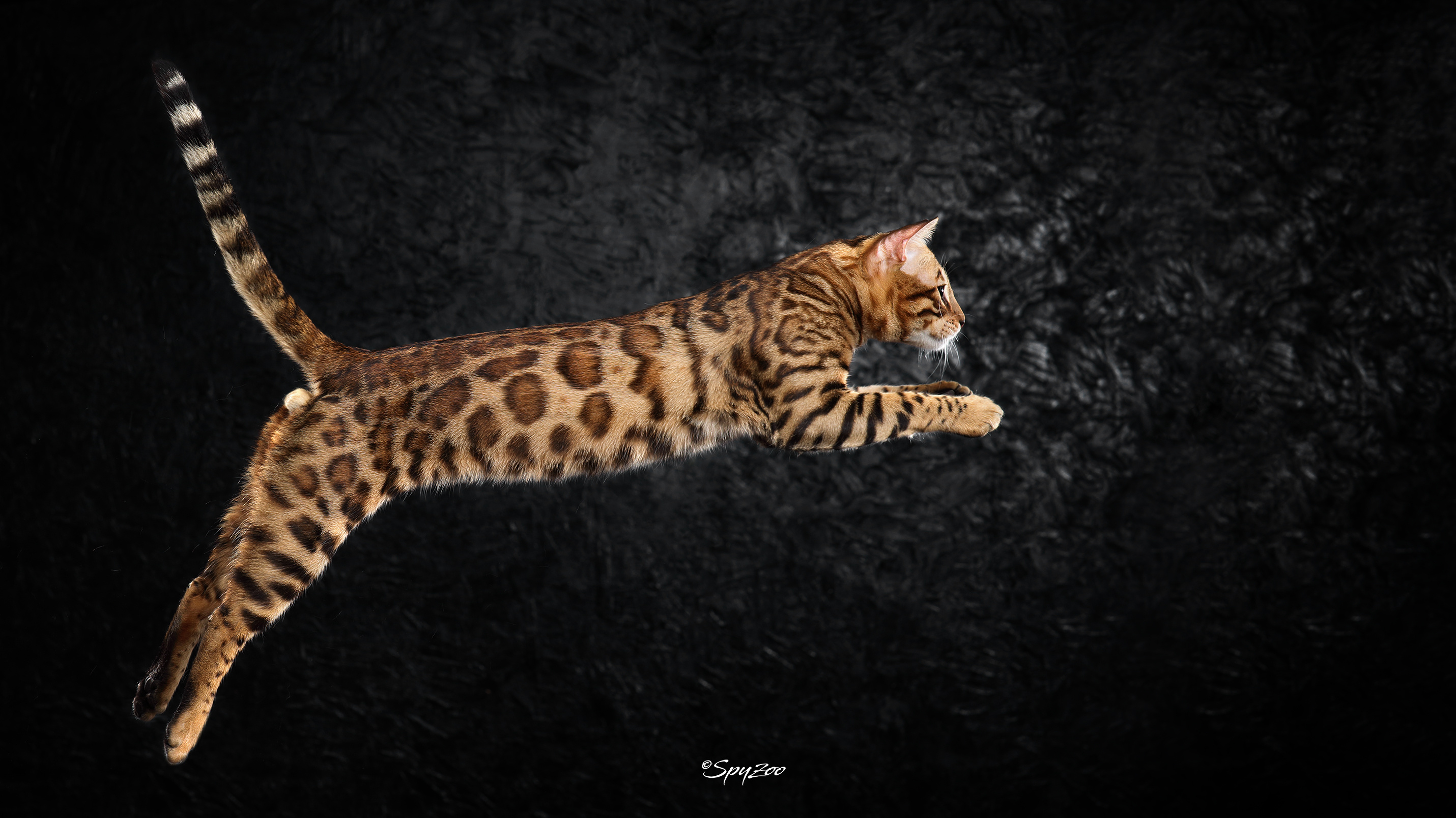 孟加拉豹猫壁纸图片