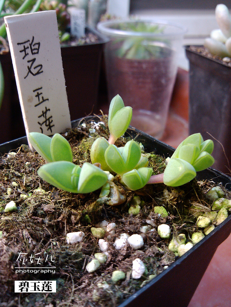 我家美丽的多肉植物（图ZOTU0NjE2MA==） - 其他摄影 - 站酷设计师灰妖儿原创素材 - 站酷ZCOOL