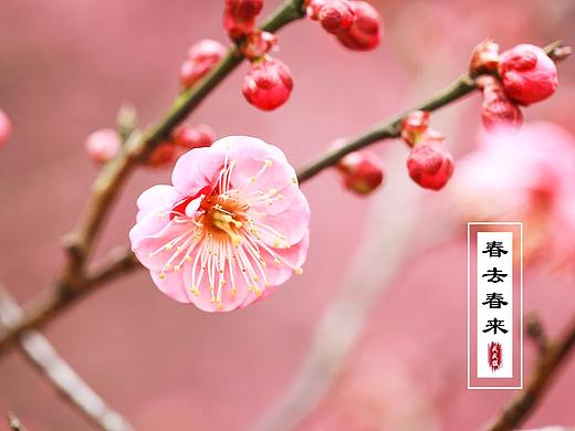 原创摄影作品-春花系列