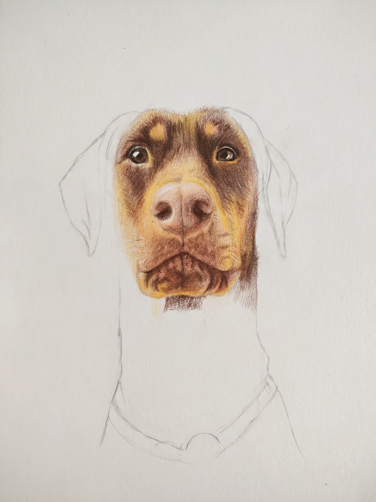 手绘狗狗 杜宾犬火锅（图ZMTk0MzQzMTA0） - 绘本 - 站酷设计师我是一只斑点原创素材 - 站酷ZCOOL