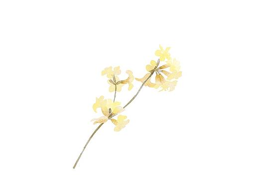 植物100繪（100/30）（個(gè)人主頁(yè)-ZMzY3OTk5MjA=） - 藝術(shù)插畫(huà) - 站酷設(shè)計(jì)師山里小七原創(chuàng)素材 - 站酷ZCOOL