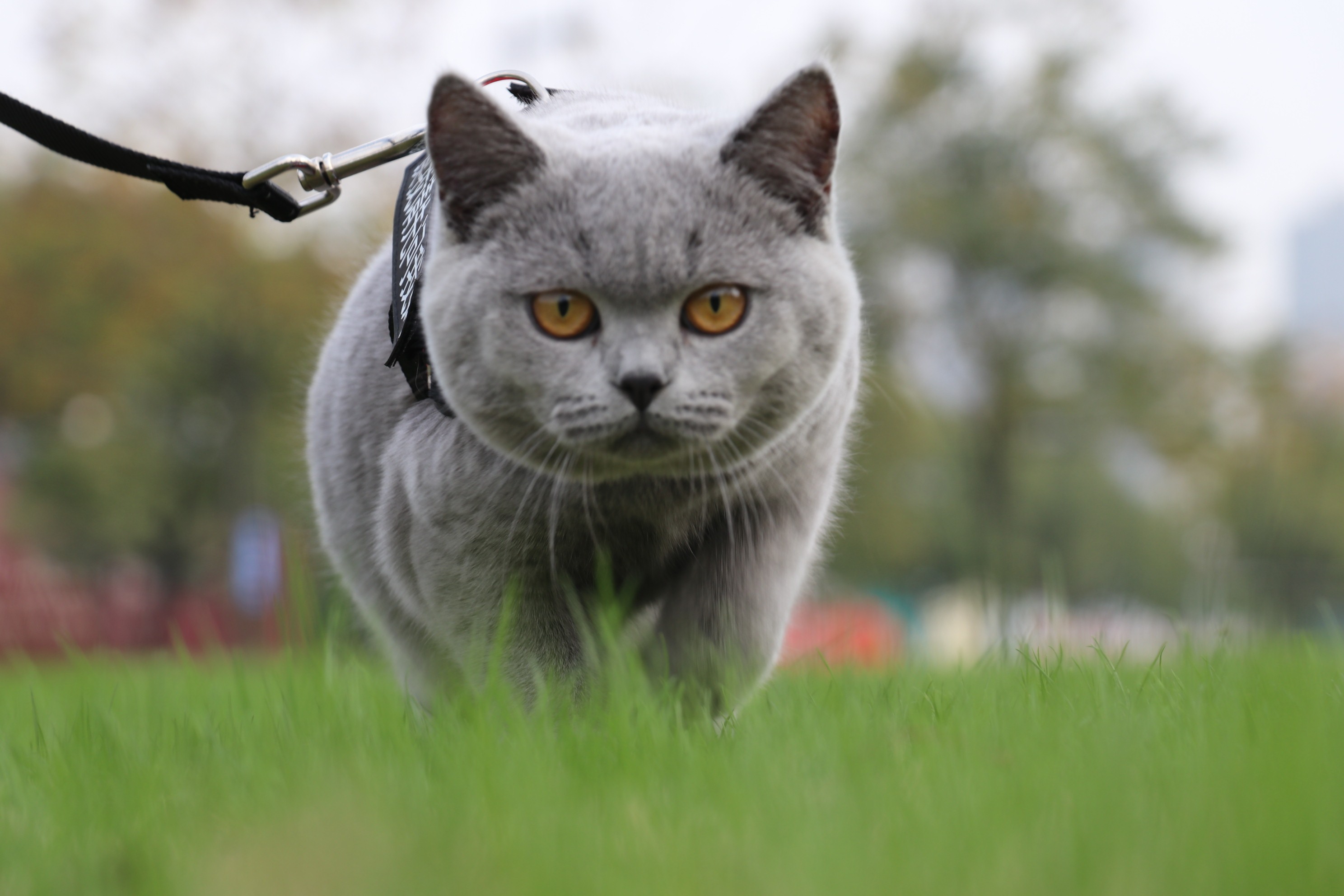 英国短毛猫|摄影|宠物摄影|AmyWorks2Ocean - 原创作品 - 站酷 (ZCOOL)