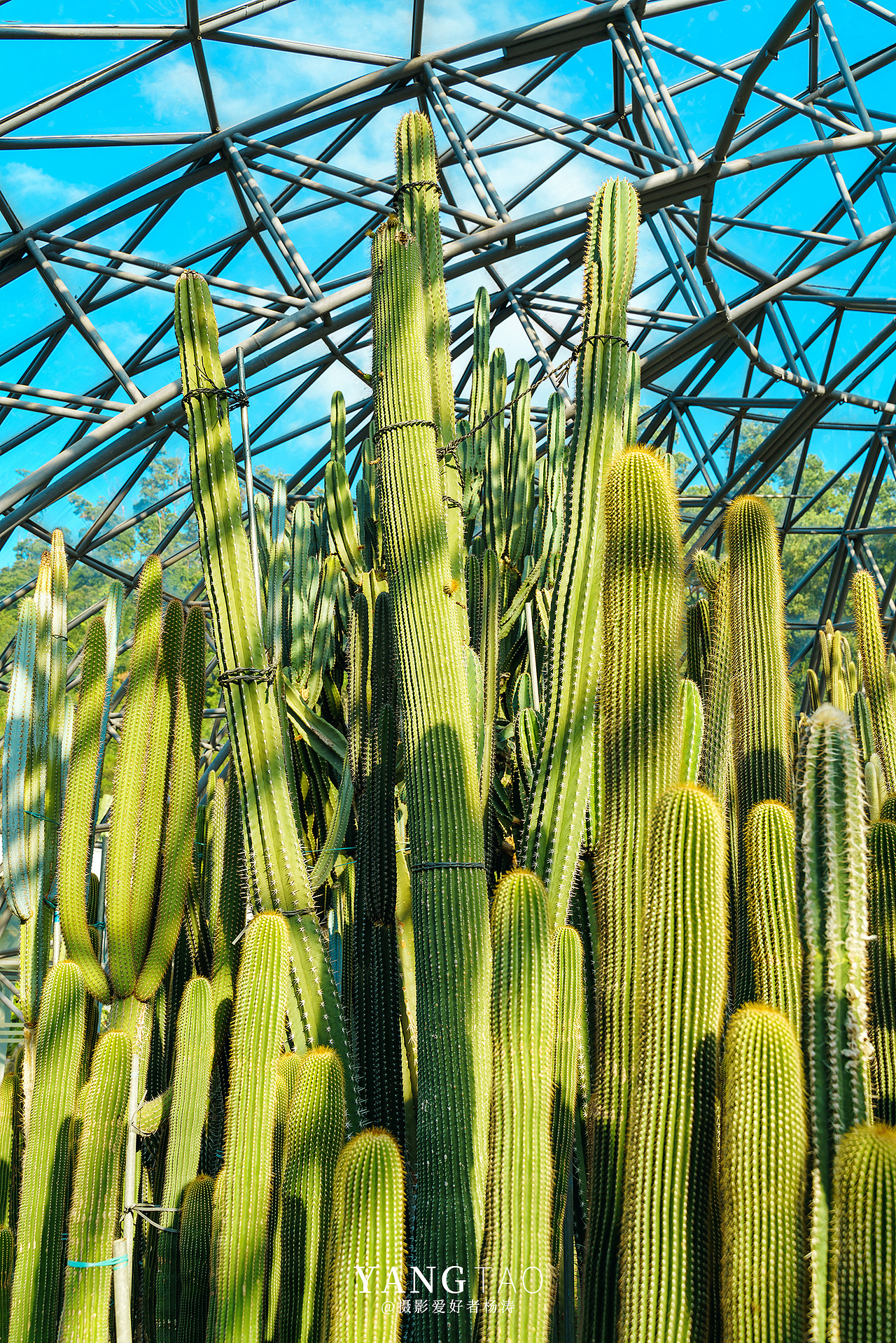 深圳仙湖植物园 2021