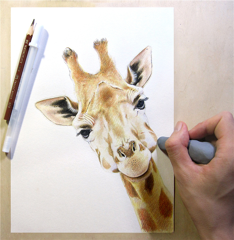 纸上彩铅~~动物篇(2013年作品小记)|纯艺术|绘画|超超的青葱 - 原创