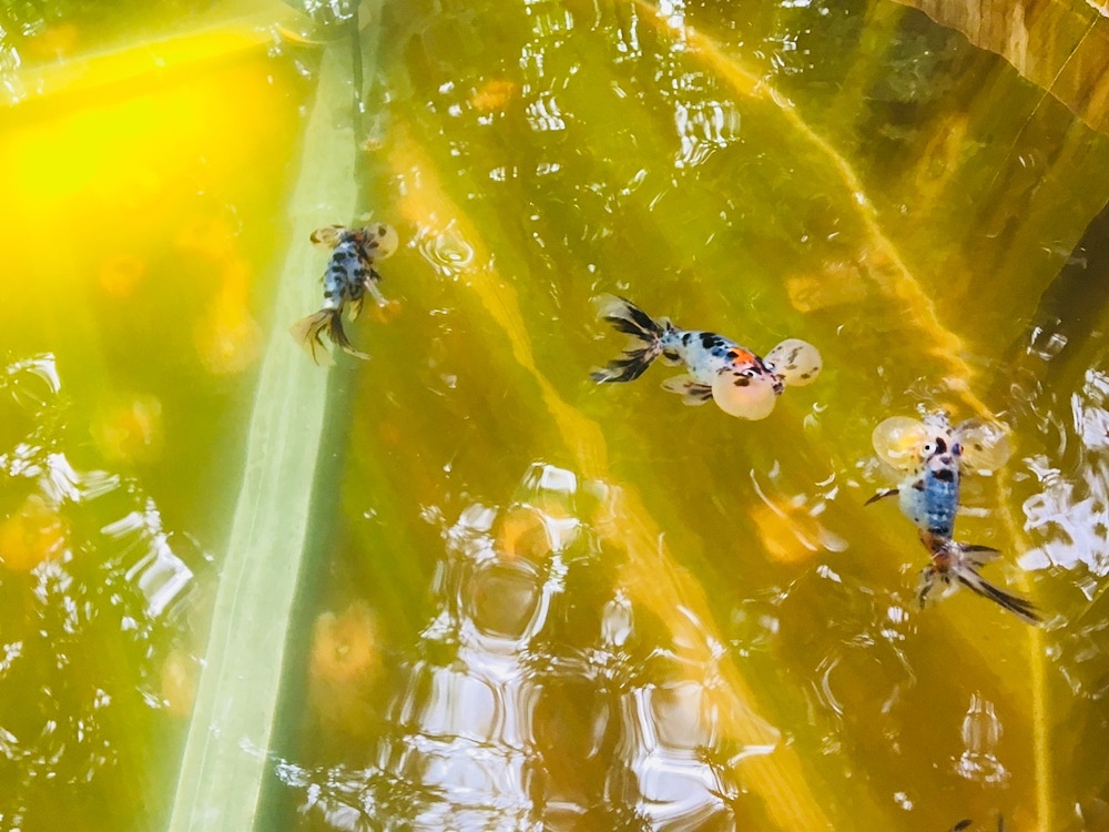 外甥喜欢的鱼儿（图ZMTI0NTk5NjU2） - 风光摄影 - 站酷设计师猪猪小风子原创素材 - 站酷ZCOOL