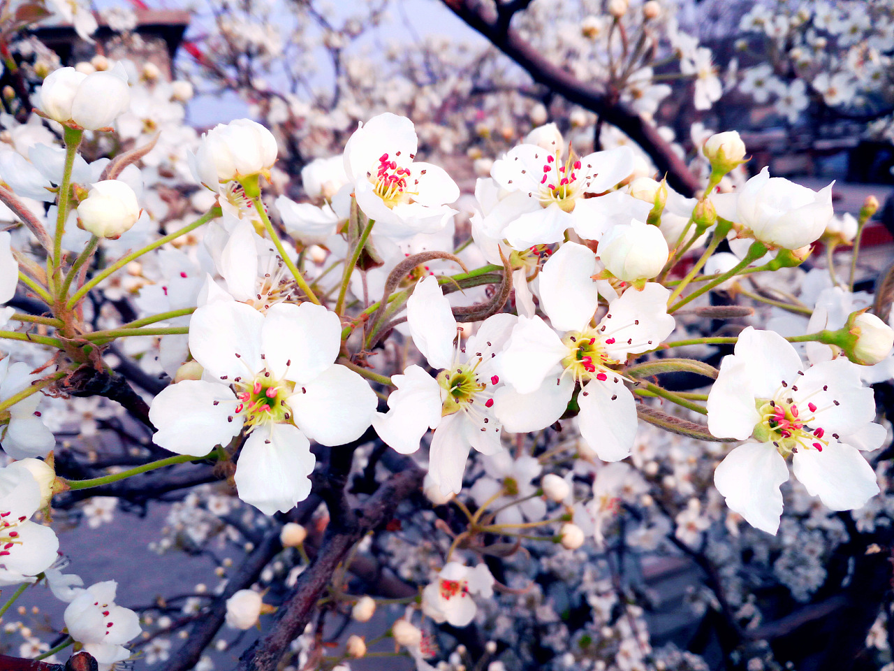 成都最美春天·梨花如雪