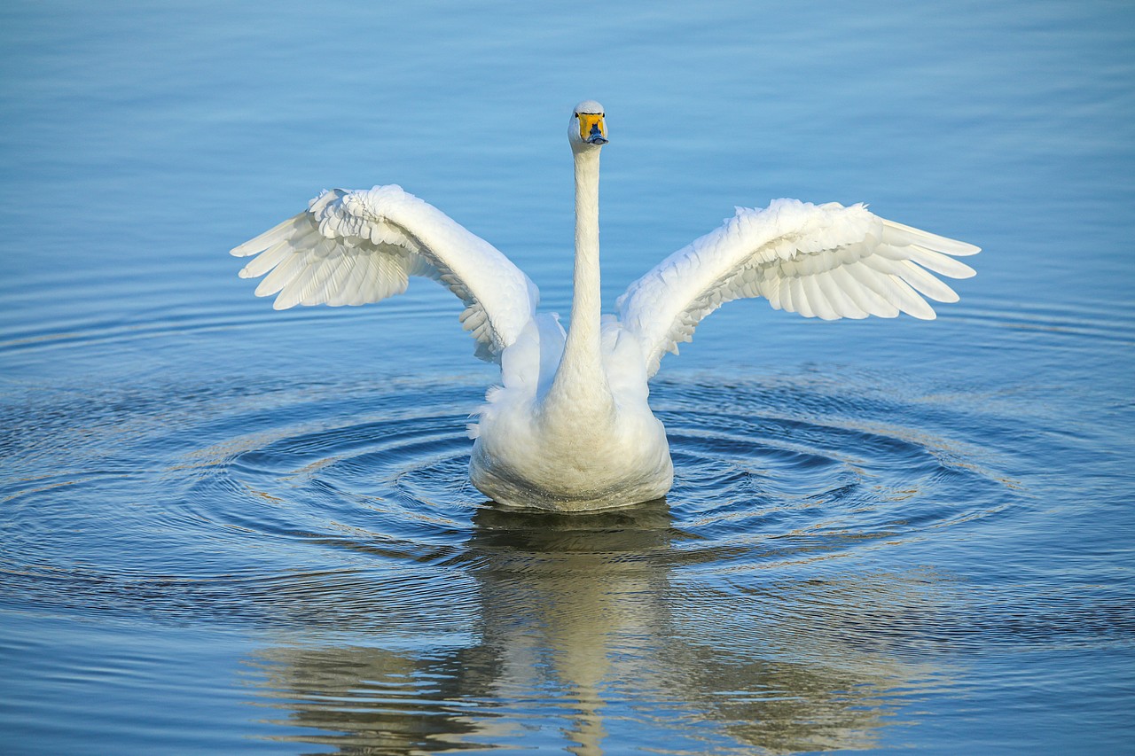 野生保护动物丨大天鹅