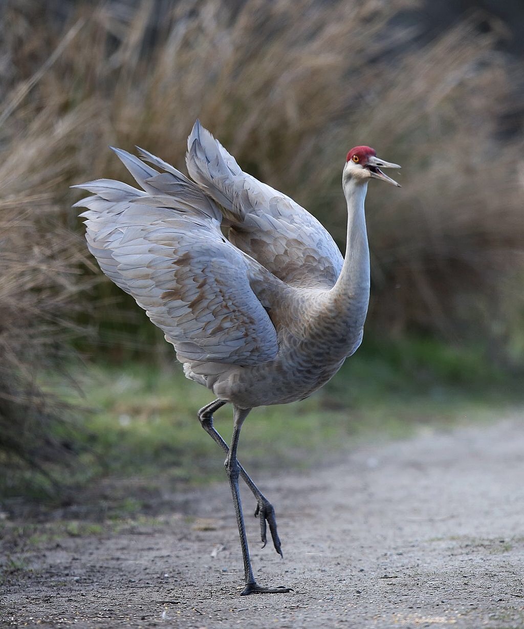 鹤氅如烟羽扇风赋情芳草绿阴中
