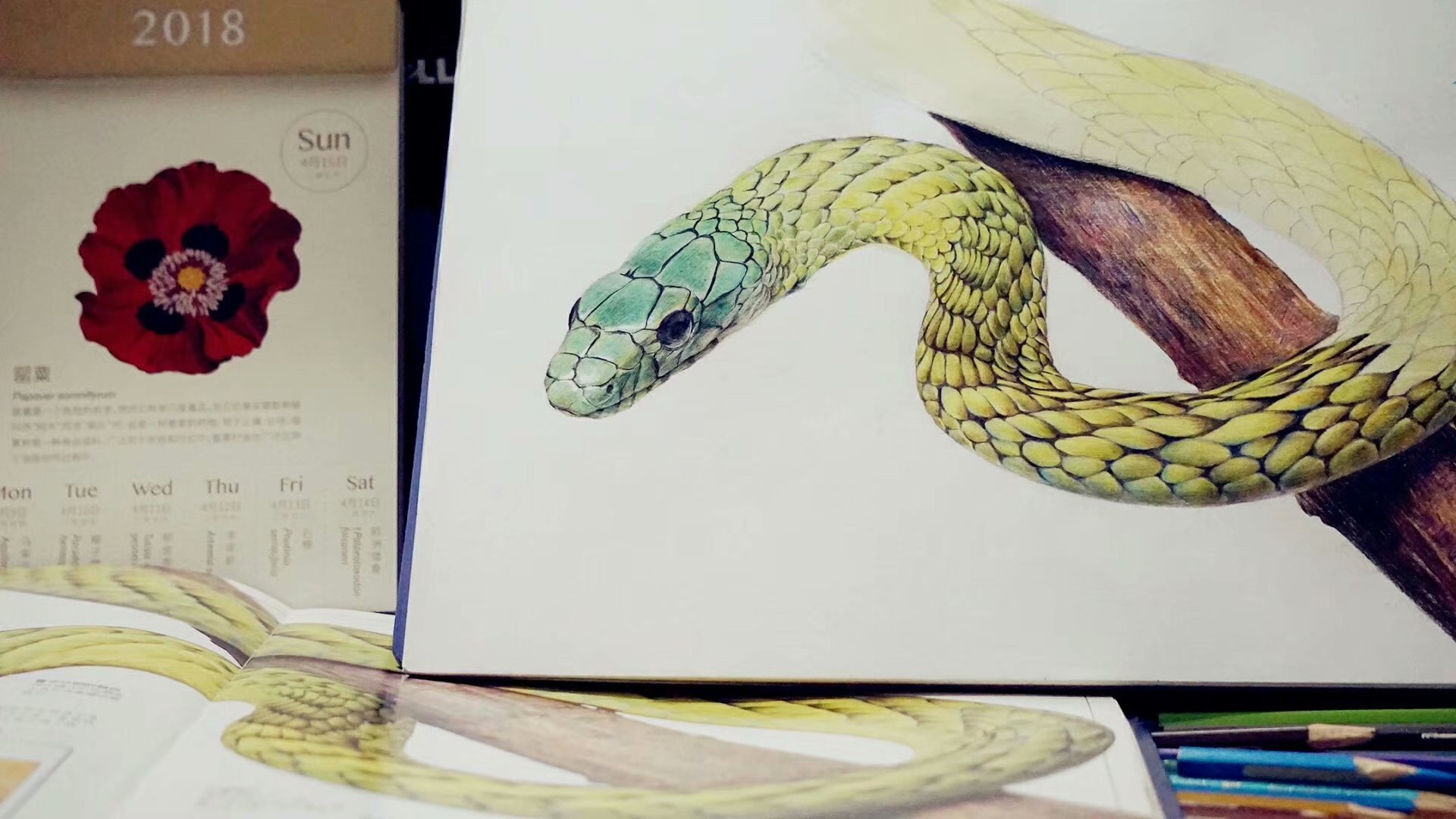 绿曼巴——油性彩铅