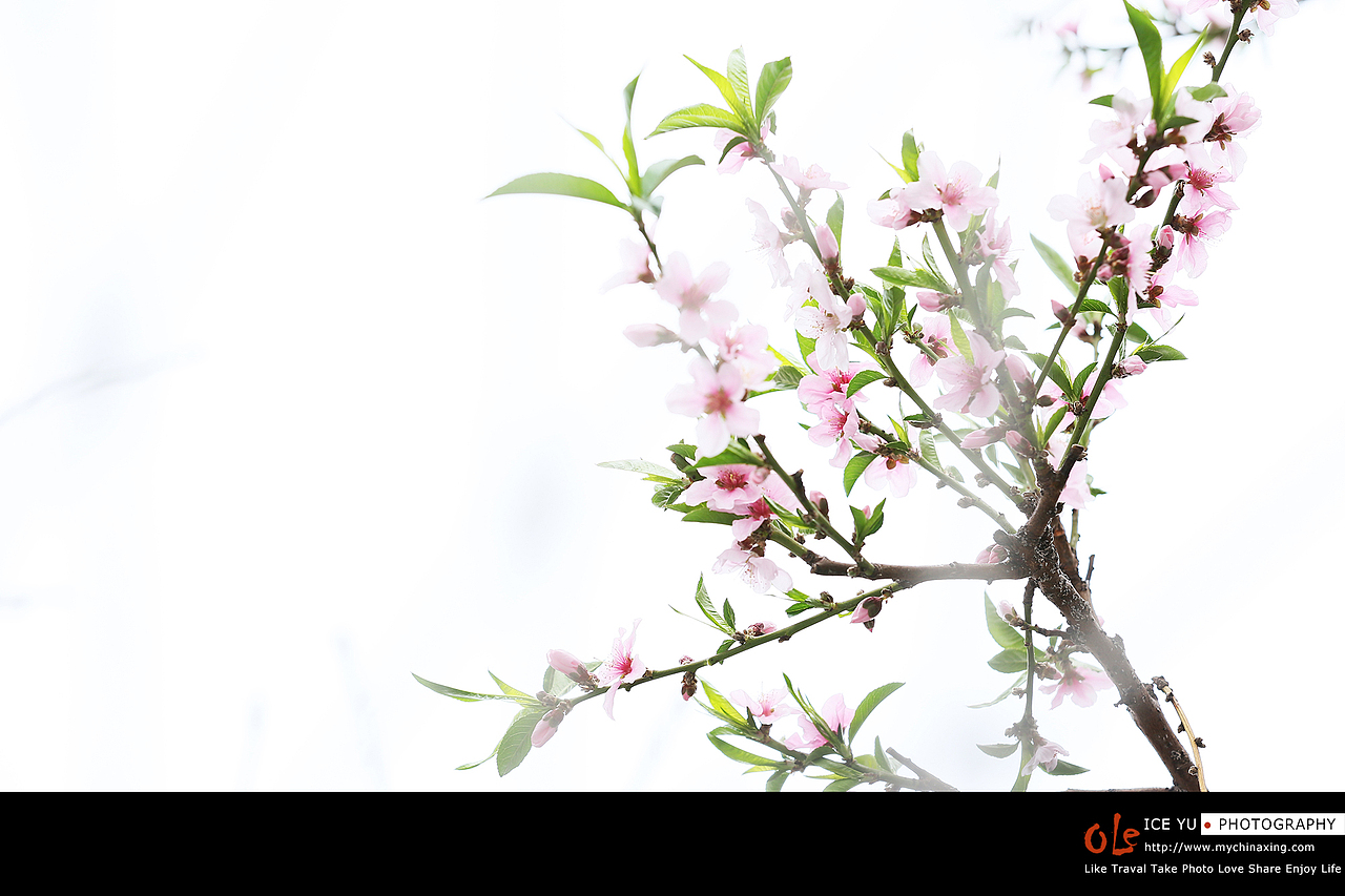 桃花朵朵开（图ZNzY0MTYwNTI=） - 产品摄影 - 站酷设计师mychinaxing原创素材 - 站酷ZCOOL