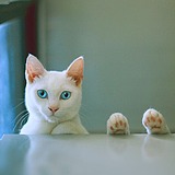 joe_lilith的头像