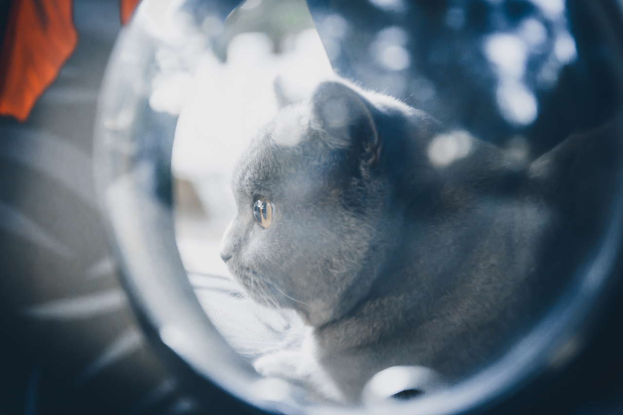 猫（图ZMjQ5NzA5NzI4） - 宠物摄影 - 站酷设计师自由摄影师浩浩哦原创素材 - 站酷ZCOOL