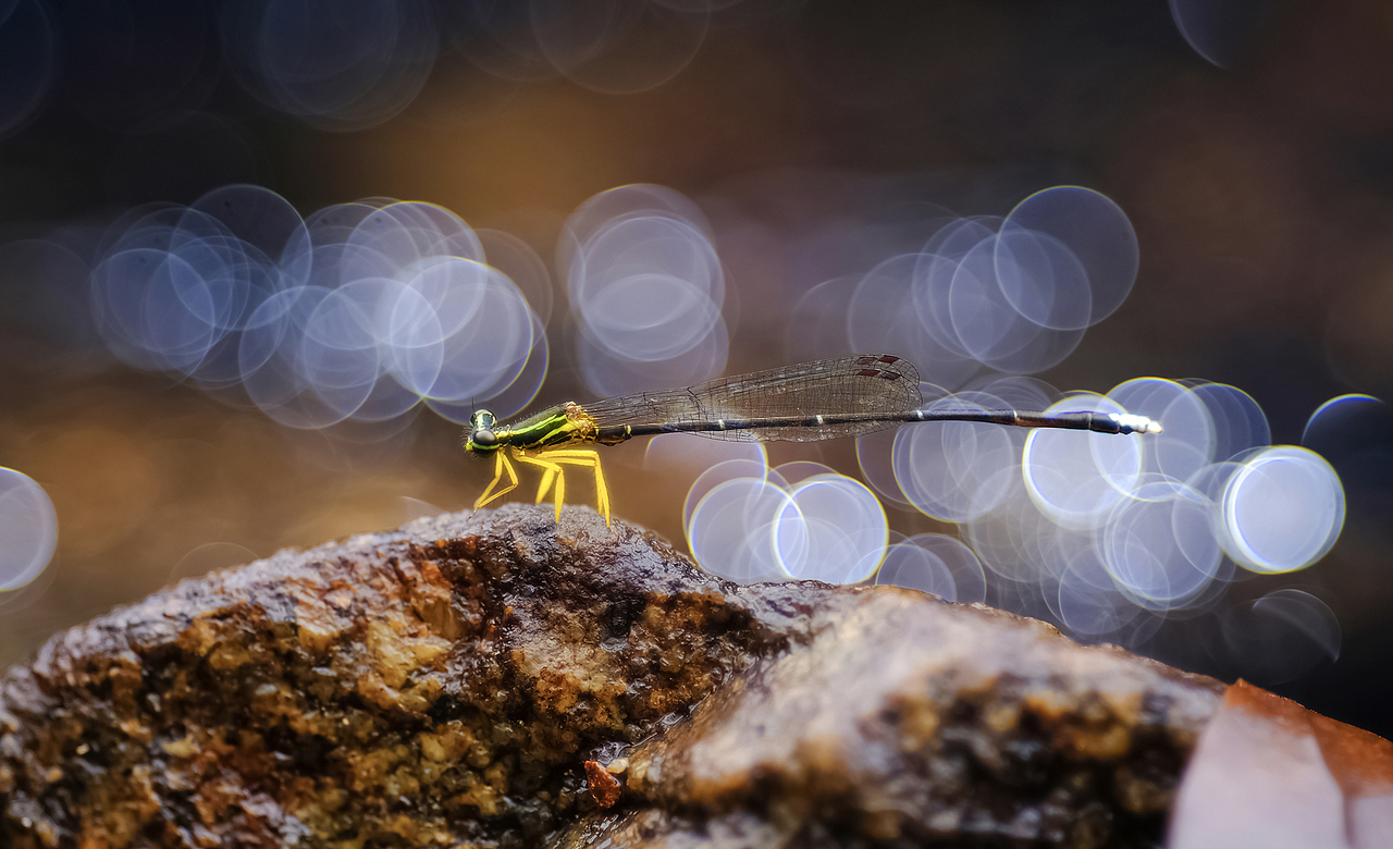 泡泡生态微小品